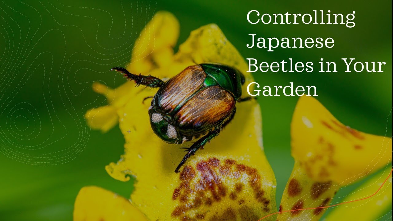 Get Rid of and Control June Japanese Beetle Bug in Your Flower Garden