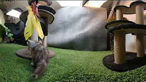 Video 10669911: maine coon kitten growing, beautiful maine coon kitten, maine coon kitten playing, maine coon fun