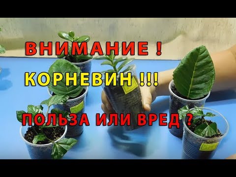 &#55356;&#57137;КОРНЕВИН!!! ПОЛЬЗА ИЛИ ВРЕД. &#55356;&#57137;