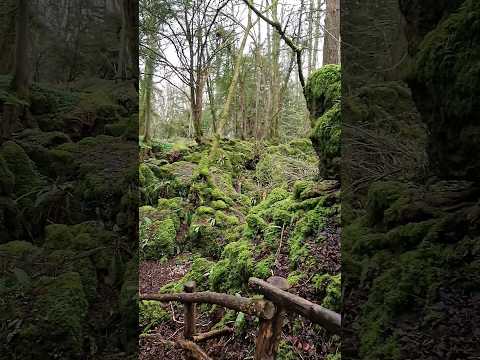 PUZZLE WOOD.    #walking #adventure #forest