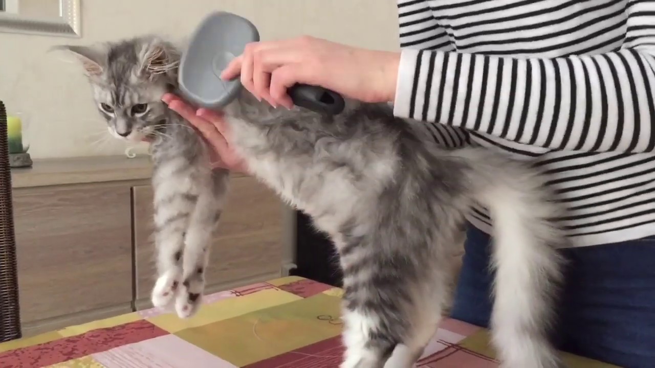 Vétocanis Shampooing sec sans rincage pour chat Zoomalia