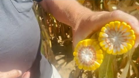 Marvin Shank Discusses His BigYield Corn Program