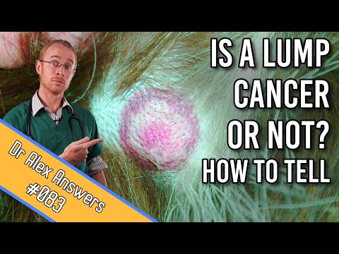 How to Tell if My Dogs Lump is Cancer or Not