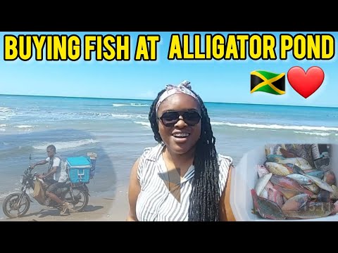 BUYING FISH IN ALLIGATOR POND IN JAMAICA