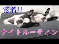 愛犬2匹と夫婦の密着ナイトルーティン【フレンチブルドッグとボストンテリア】