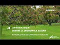 Lutte biologique contre la drosophila suzukii : Introduction de ganaspis en Ardèche - Episode 2