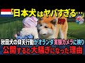 「こんな事できるのか…」オランダの実験カメラに秋田犬の驚くべき行動を公開して大騒ぎになった理由【海外の反応】