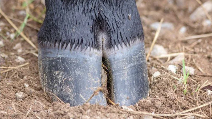 Working Steer & Oxen Hoof Trimming 101