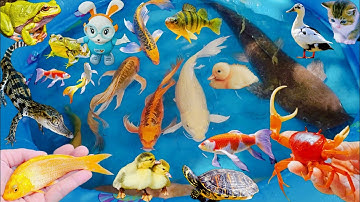 các con vật dễ thương, bắt cá koi, rùa, ếch, vịt, gà dễ thương, tìm cá trê lớn khổng lồ, cá vàng