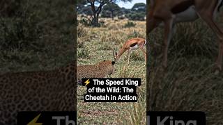 Did you know that the cheetah 🐆 is the fastest animal on Earth? #shorts #animals