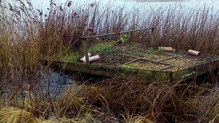 Otter at Etton Maxey reserve: Video by Kathryn Par...