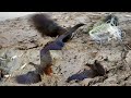 jalmurghi pakadne ka jaal banaye | wild bird trapping system, very easy and sample