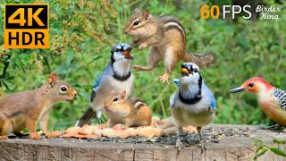 Cat TV 😻🐦 Super Cute Birds, Chipmunks & Squirrels for Cats 🐿 4K HDR