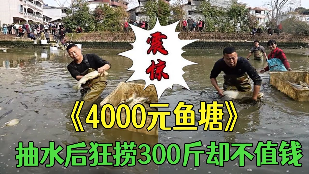 花4000元包個魚塘，抽水後狂撈300斤卻不值錢，虧到懷疑人生
