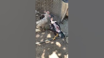 Lau Qaib Thai 2.5 hli