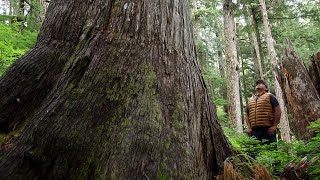 Powell River Spotlight: Mt. Freda & Eldred Valley Ancient Forests