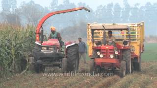 Forage harvester threshing maize plants in a field in Ludhiana