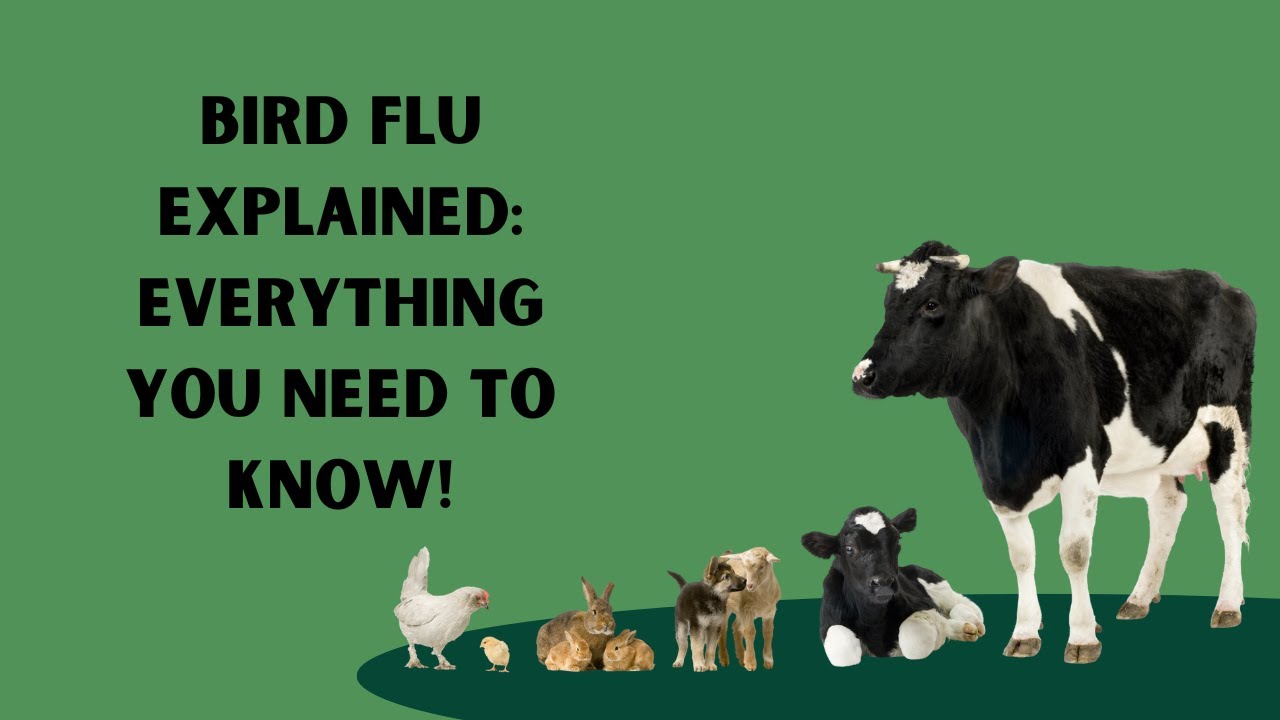 Bird Flu Explained: Everything You Need to Know! - YouTube