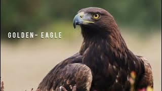 The amazing calls of the Golden eagle Aquila- chrysaetos.