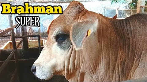 KUMPULAN PEDET SUPER🔥 Di Kandang Sido Gangsar Farm Di Jember Selatan❗