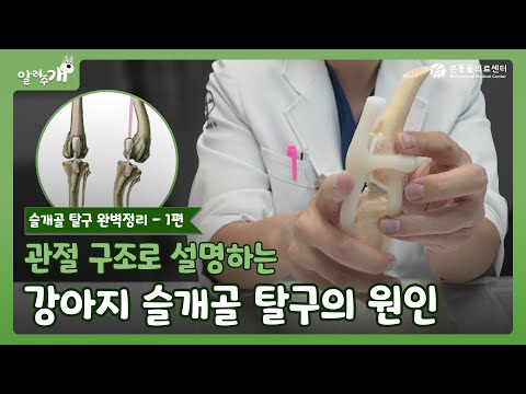 슬개골 탈구 완벽정리 1｜ 원인편｜본동물의료센터 [알려주개]