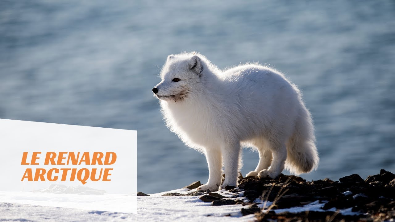 Le renard arctique en hiver 