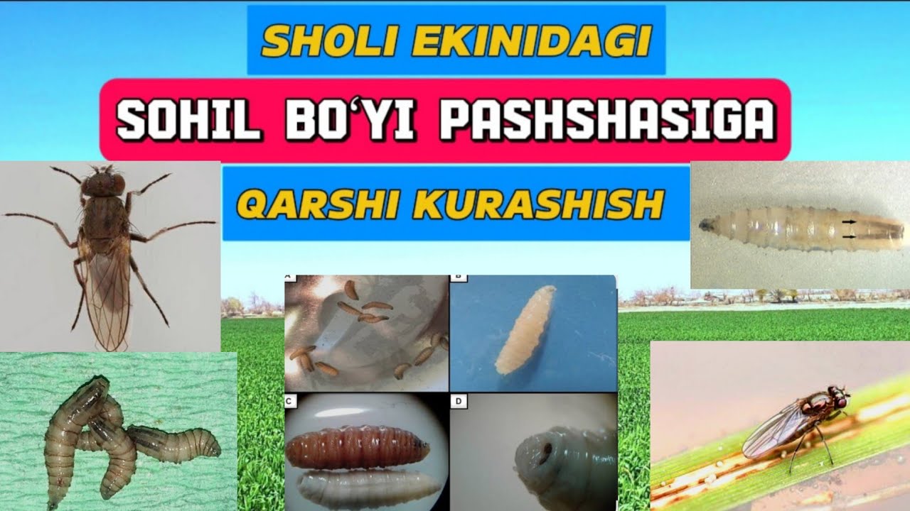 SHOLIDAGI SOHIL BO‘YI PASHSHASI (SHOLI QURTI)GA QARSHI KURASHISH.