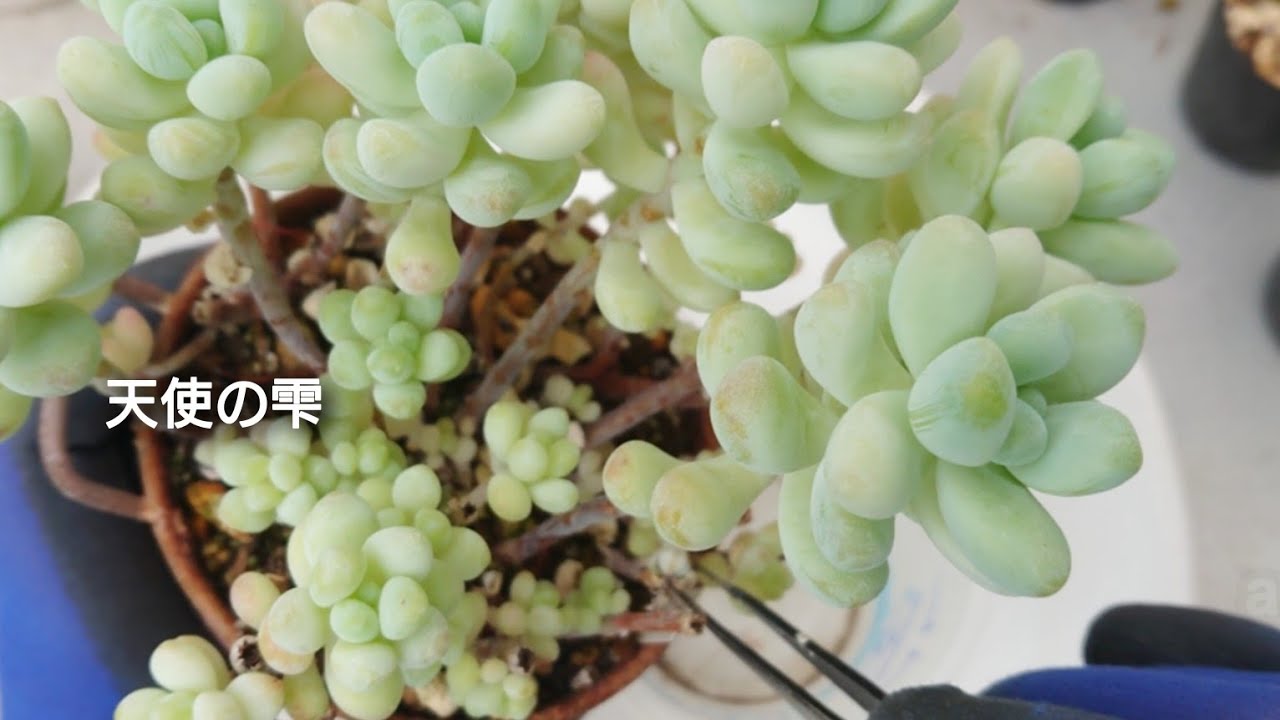 394][多肉植物]ぷくぷく天使の雫の増やし作業とトップアンドスターの