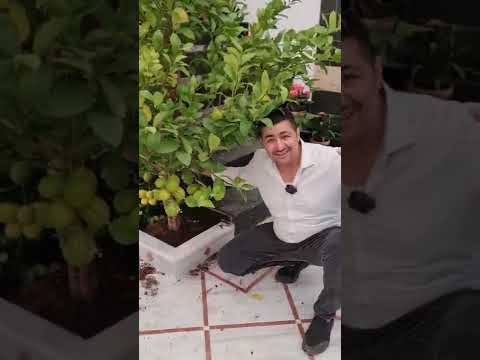 شيف ابو عمر على الليمونة شامي والله بالبيت الدمشقي بانتظاركون ياغوالي