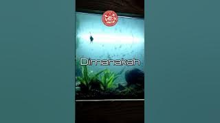 Dimanakah