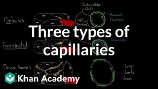 Three types of capillaries | Circulatory system physiology | NCLEXRN | Khan Academy