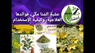 عشبة السنامكي فوائدها العلاجية ، وكيفية الإستخدام ؟ #السنامكي #قناة_أعشاب #السنا_مكي