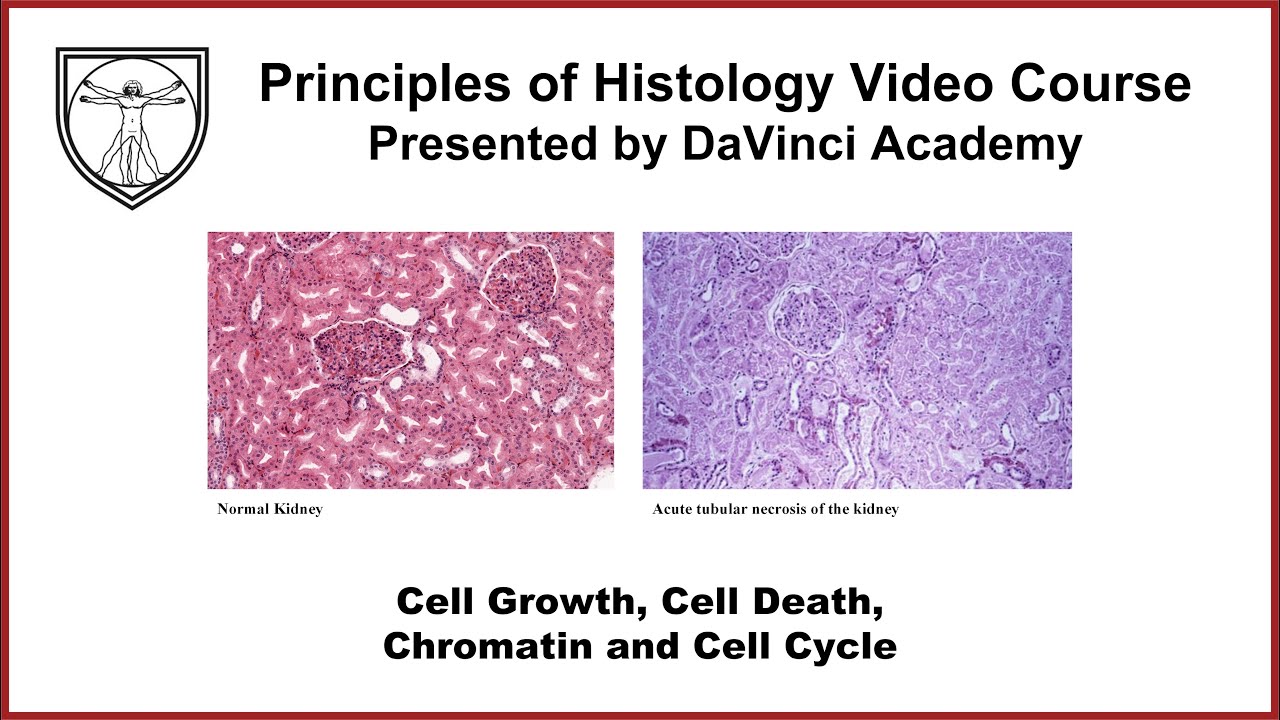 Cell Growth, Cell Death, Chromatin and Cell Cycle [Cytology 1 of 4 ...