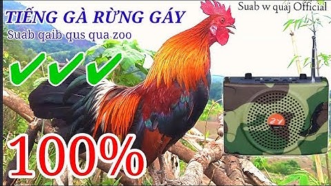 Tiếng gà rừng gáy chuẩn 100%✔✔✔ Suab qaib qus qua zoo tiag tiag 💯%✔✔