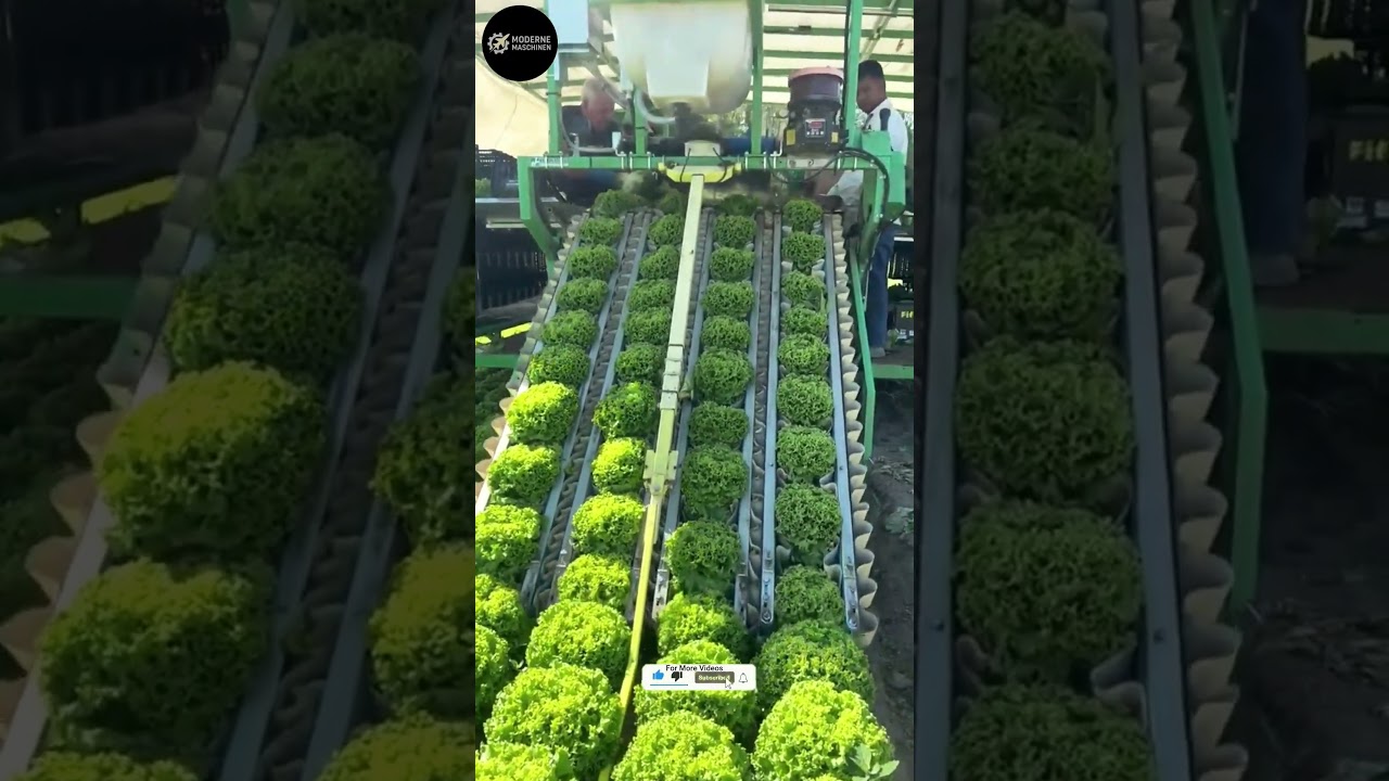 Amazing Modern Agriculture Machines 🚜 Vegetable & Wheat Harvesting in Action 