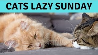 Siberian cats and their lazy Sunday - Sleeping, washing & cuddling - Repeat! Very cute cats! by Dream & Diamond Cats 236 views 4 years ago 3 minutes, 3 seconds