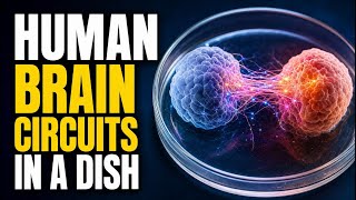 Scientists Rebuilt Human Brain Circuits in a Dish