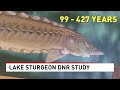 Can a Lake Sturgeon live to be over 400? This Great Lakes study says YES