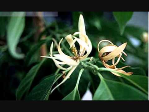 Video Cây HOA NGỌC LAN To Lớn nhất khu Little Saigon, Quận... - youtube