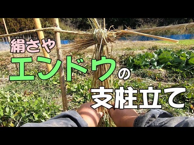 自然農 絹サヤエンドウの支柱立て Natural Farming Prop Up Peas Youtube