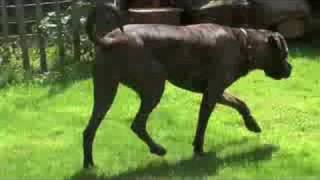 bullmastiff great dane mix for sale