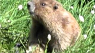 Marmot at Lake Gladys, Olympic National Park.wmv