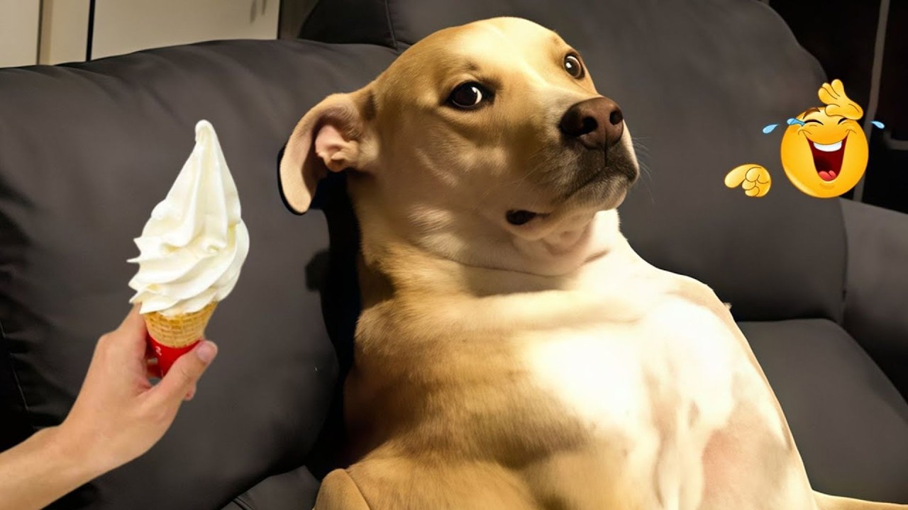 You Can’t Stop Laughing At These Dogs 🤣 FUNNIEST DOGS Video 2026 - YouTube