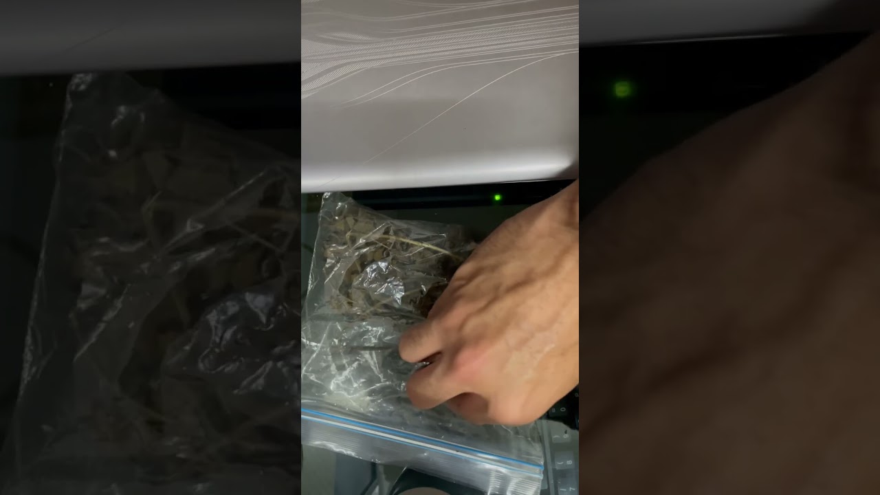 Zacatechichi vídeo AFEL Plantas Medicinales