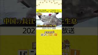 【利根川で桝が捜索　ジャンプする巨大魚ハクレン】戦時中の食糧不足のため輸入　利根川に定着した訳とは？#shorts