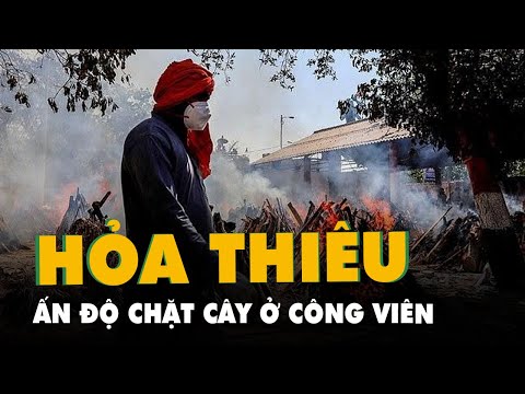 Video Ấn Độ chặt cây trong công viên để hỏa thiêu thi thể... - youtube