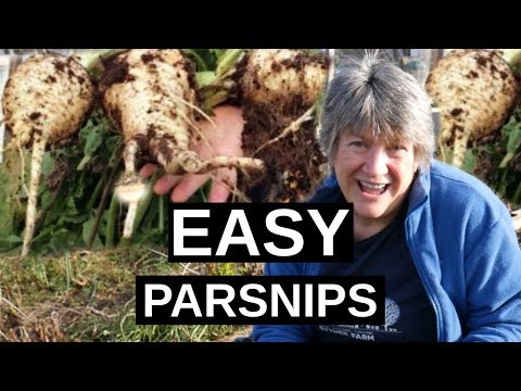 Video: Sowing Parsnip: Features Of Cultivation And Varieties