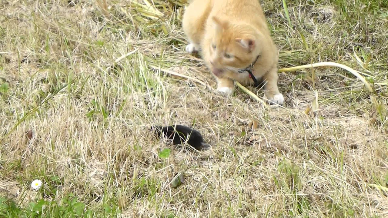 Caramel le chat comment attraper une taupe. YouTube — free download