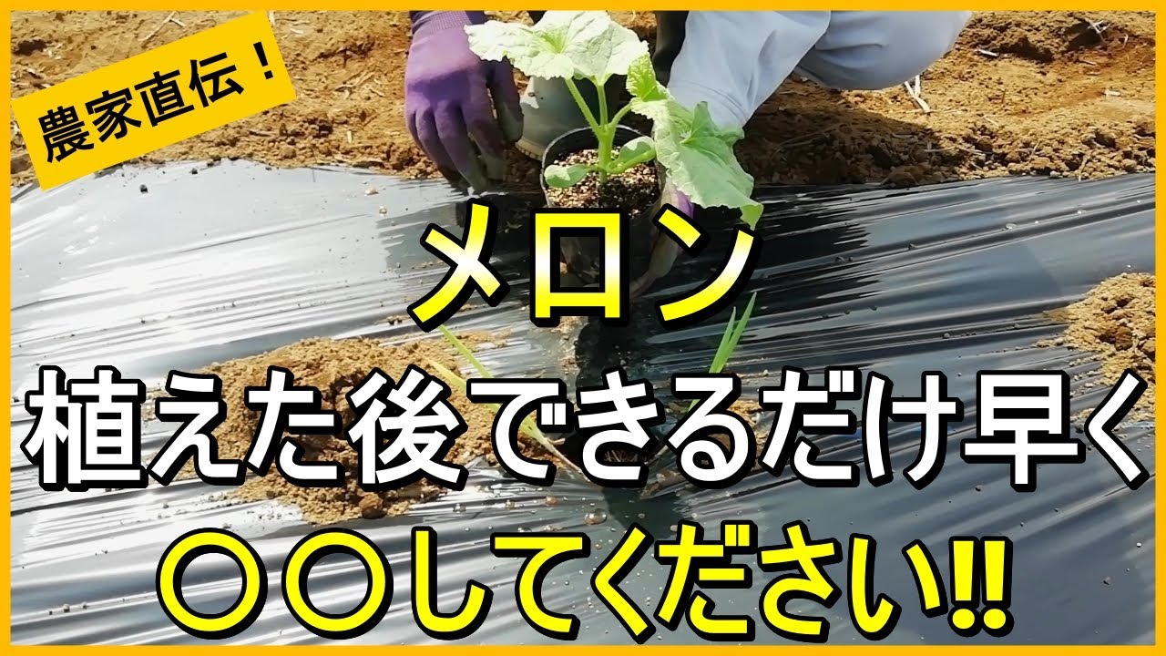 【メロン栽培】高糖度メロンをおうちで作ろう！植え付け～摘芯まで解説【有機農家直伝！無農薬で育てる家庭菜園】　25/5/27