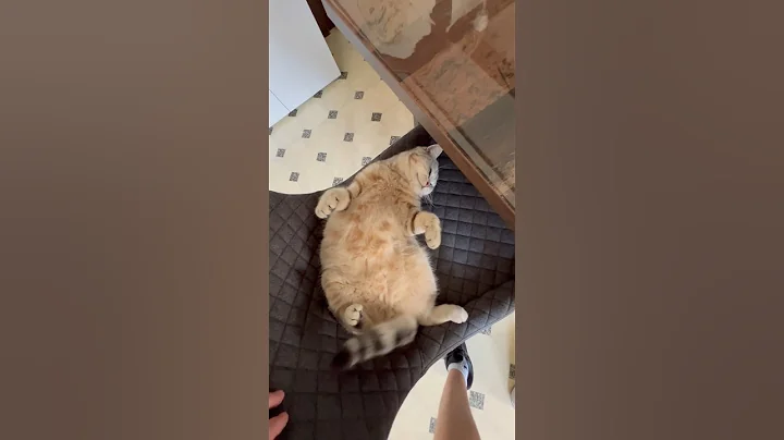 Video 4420831: british shorthair cat, animals britishshorthair